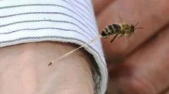 A wasp és a következmények harapása